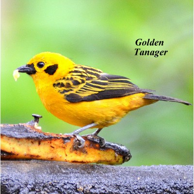 Golden Tanager